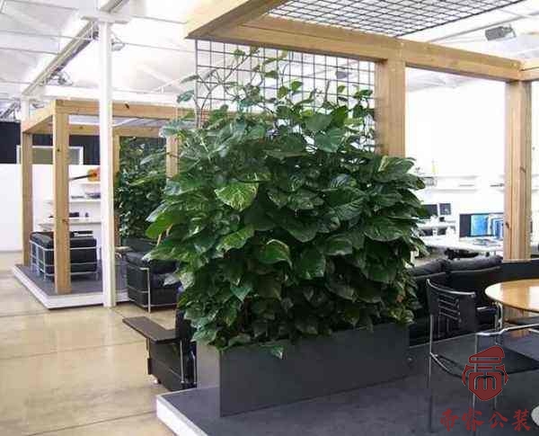 办公室装修后如何选择绿植？摆放植物都有哪...